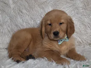 Golden Retriever dogs Juno - Ad 23