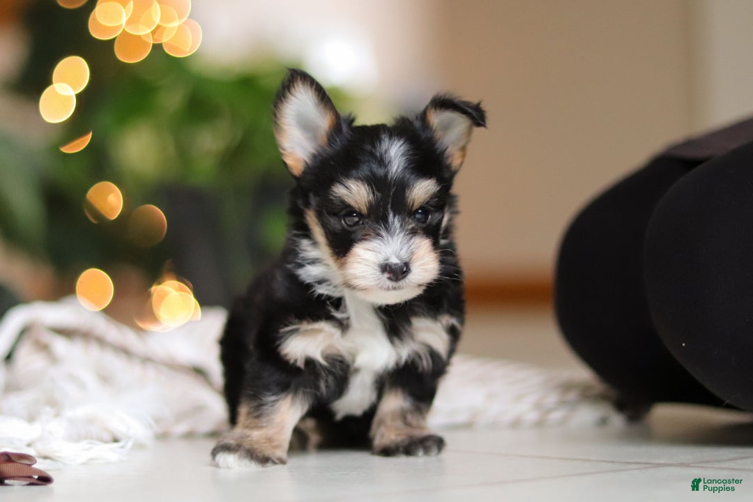 Morkie dogs for sale: Oliver - Ad 6