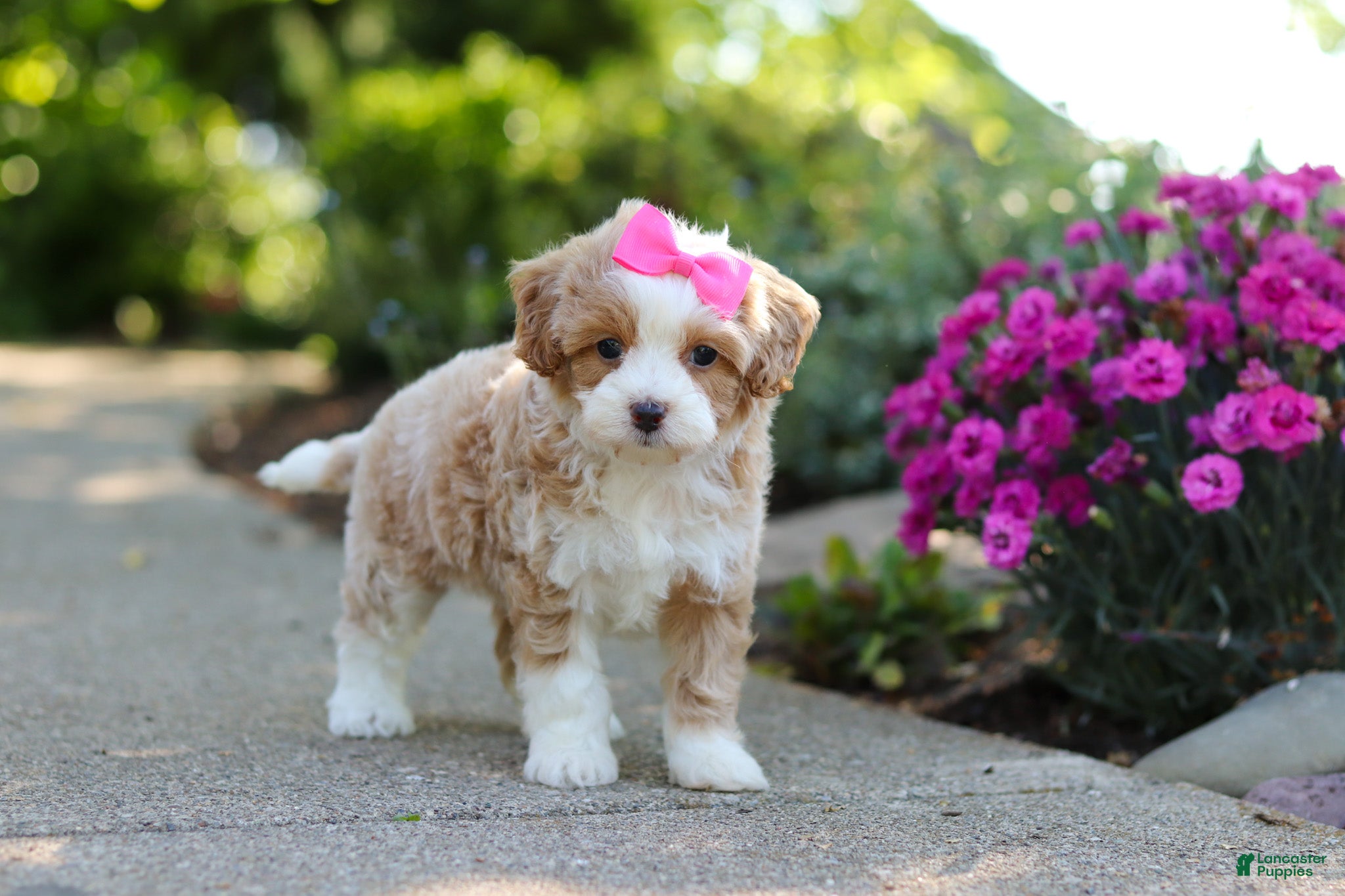 Cavapoo dogs for sale: Haven - Ad 6