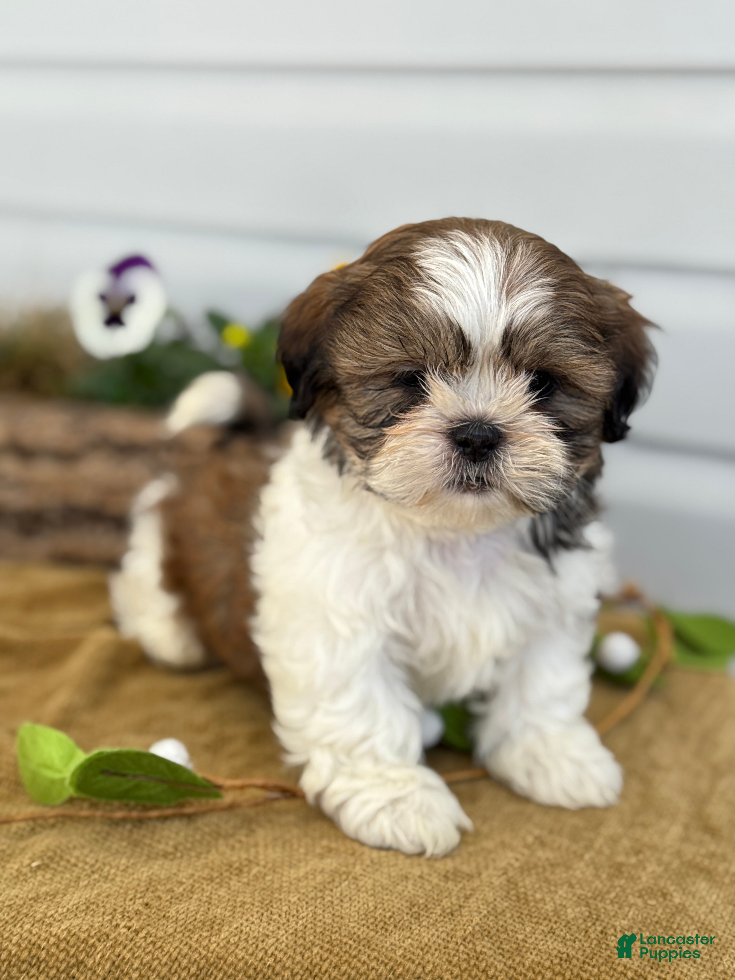 Shih Tzu dogs Cal - Ad 1