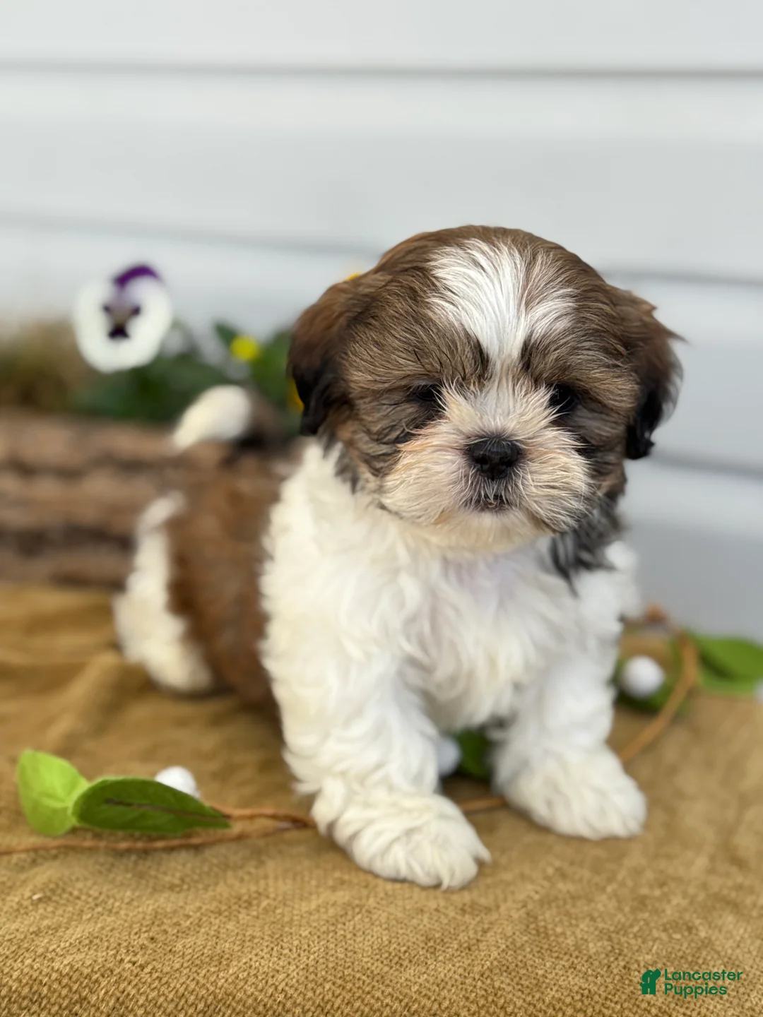 Shih Tzu dogs for sale: Cal - Ad 1