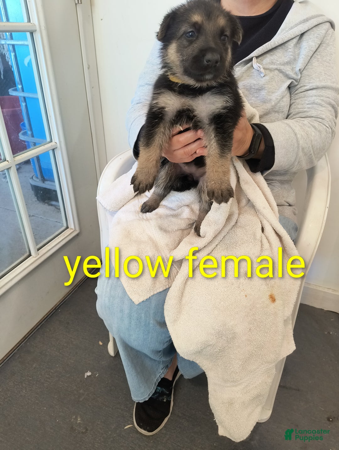 German Shepherd dogs for sale: Yellow collar female  - Ad 2