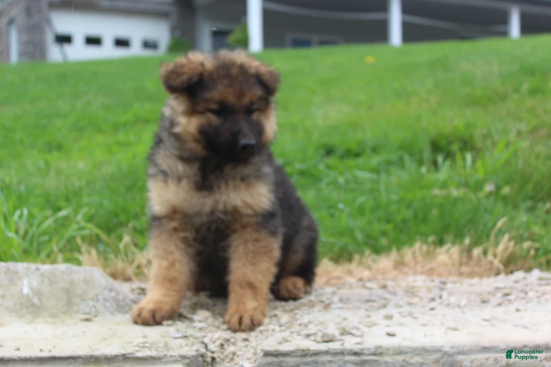 German Shepherd dogs for sale: Elvis - Ad 2