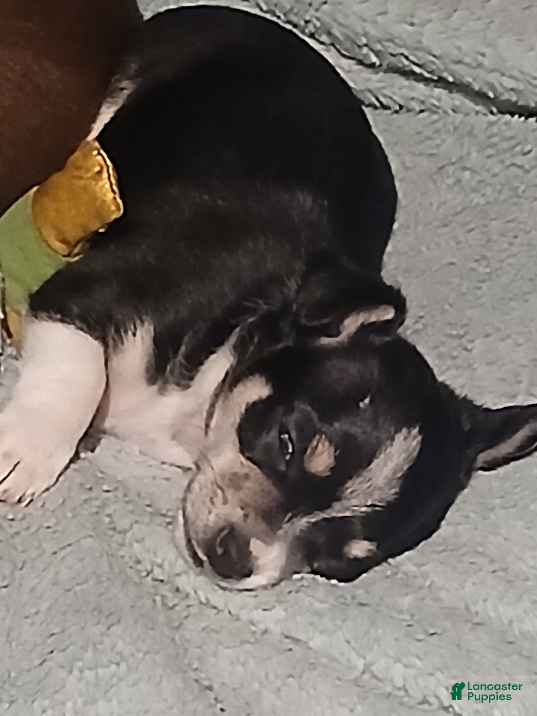 Chihuahua dogs for sale: Sunny ,         Chihuahua Puppy 3 - Ad 2