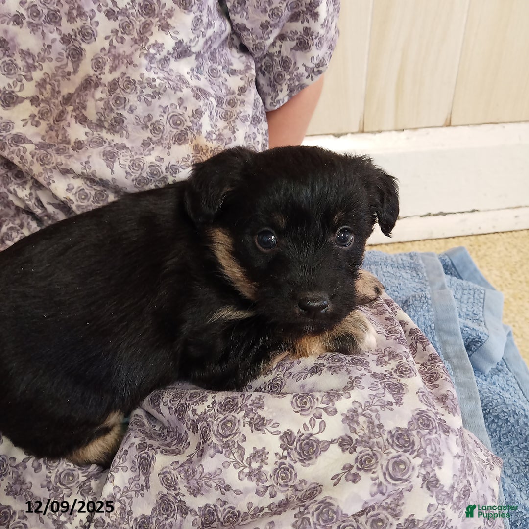 Corgipoo dogs for sale: Bentley - Ad 1