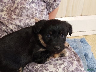 Corgipoo dogs Bentley - Ad 6