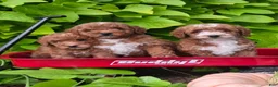Mini Goldendoodle dogs for sale: Ginger  - Ad 15