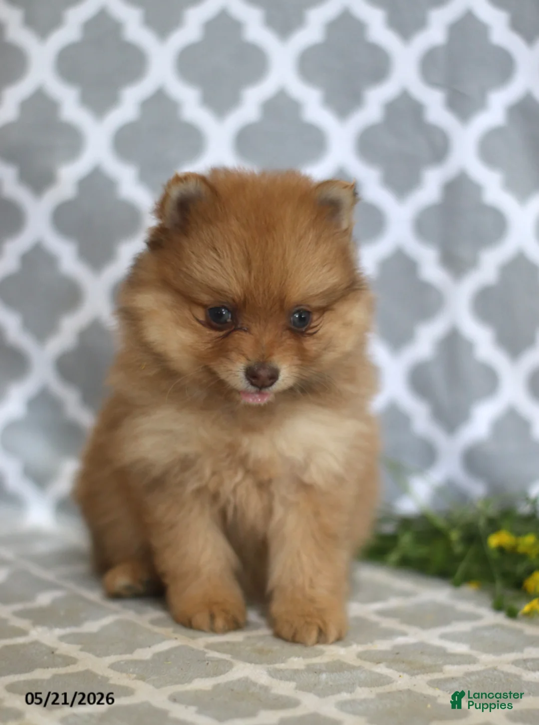 Pomeranian dogs for sale: Myla - Ad 5