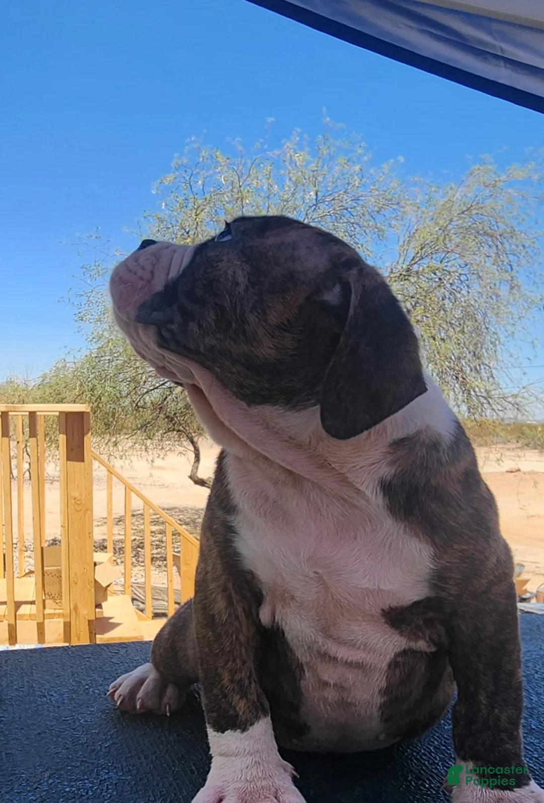 Olde English Bulldogge dogs for sale: Chester  - Ad 2