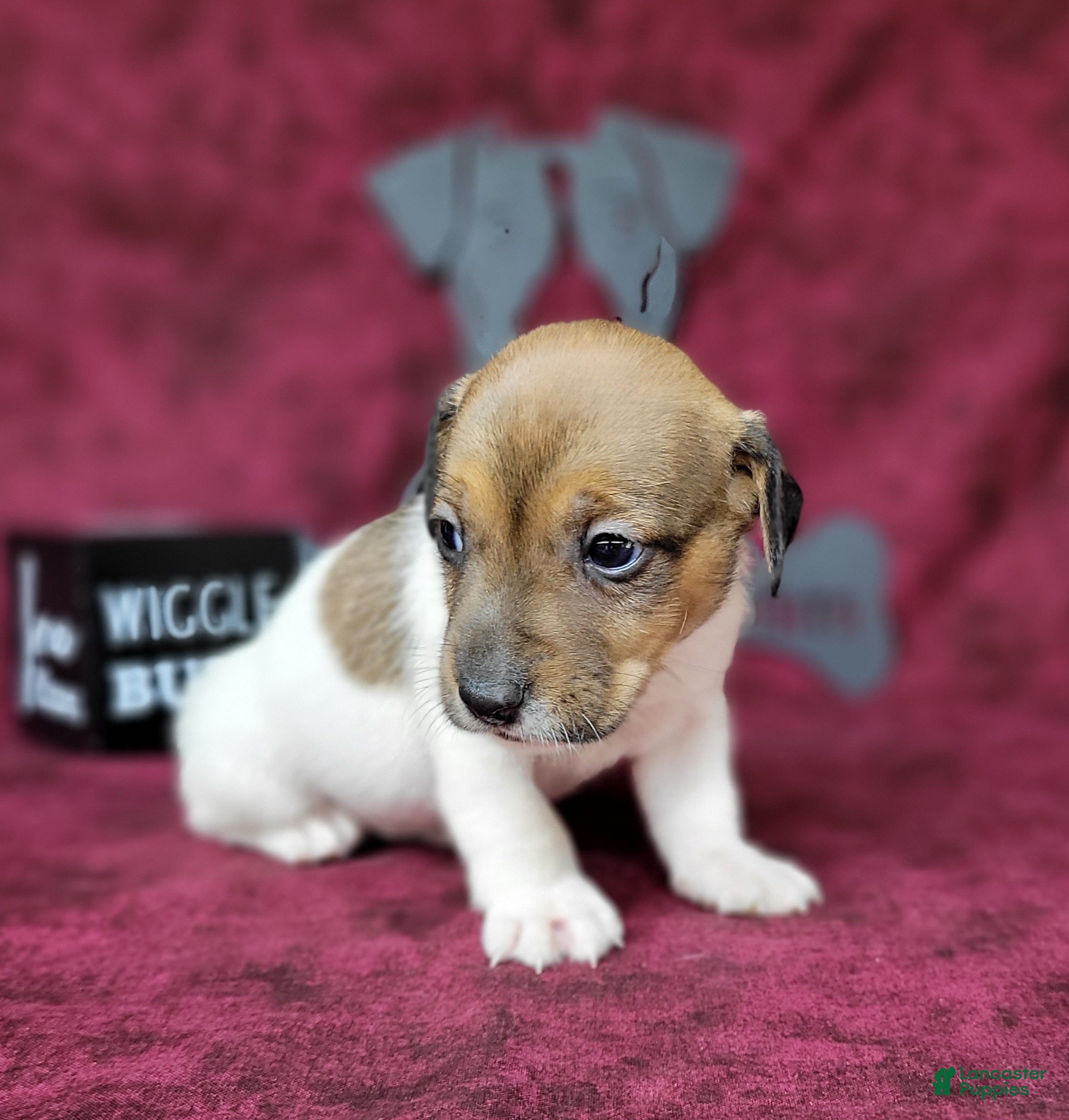 Jack Russell Terrier dogs Puck CKC registered male - Ad 2