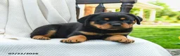 Rottweiler dogs for sale: Roxy - Ad 5