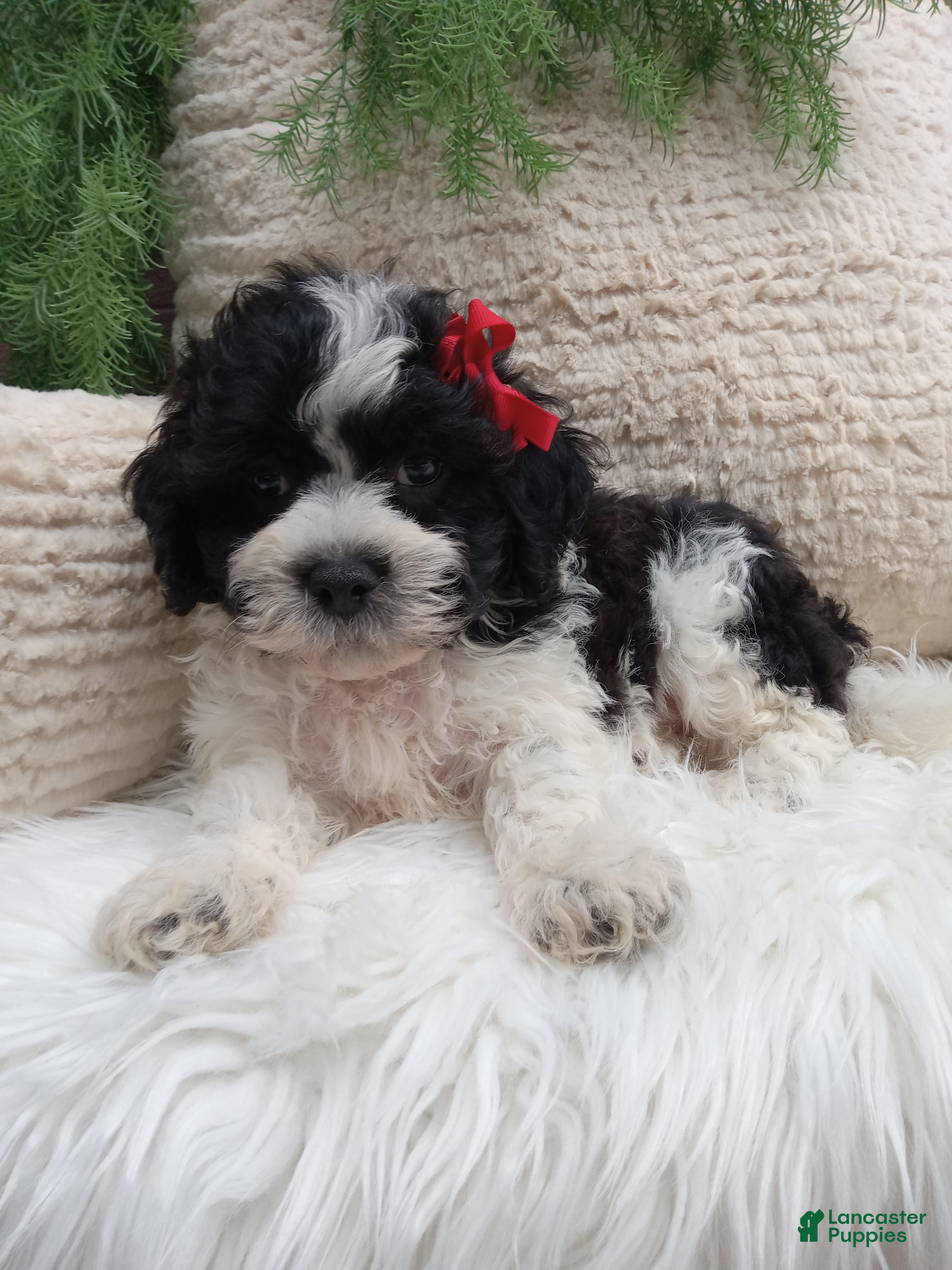 Teddy Bear dogs Teddy Bear 1 - Ad 2