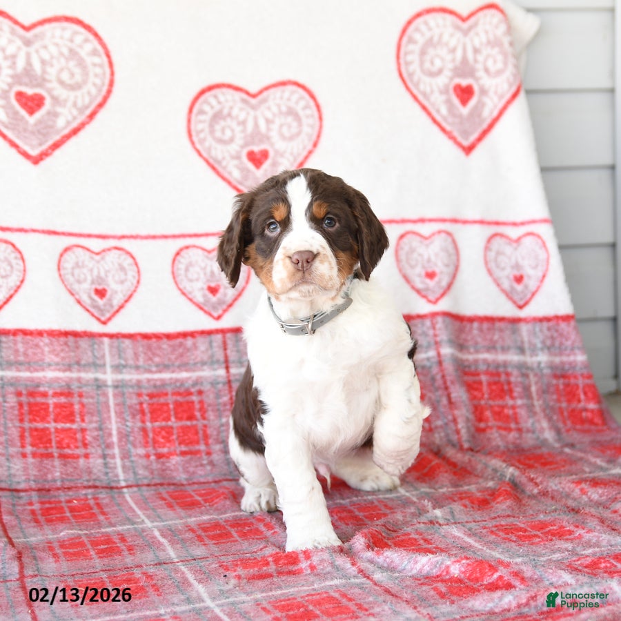 English Springer Spaniel dogs Dill Pickle - Ad 13