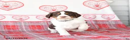 English Springer Spaniel dogs for sale: Dill Pickle - Ad 1