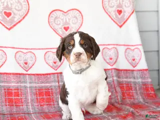 English Springer Spaniel dogs Dill Pickle - Ad 13