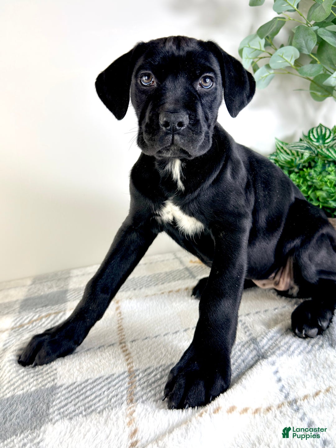 Cane Corso dogs for sale: Reign - Ad 2
