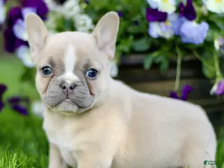 French Bulldog dogs for sale: Reba - Ad 4