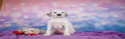 Mixed Breed dogs for sale: Rex - Ad 5