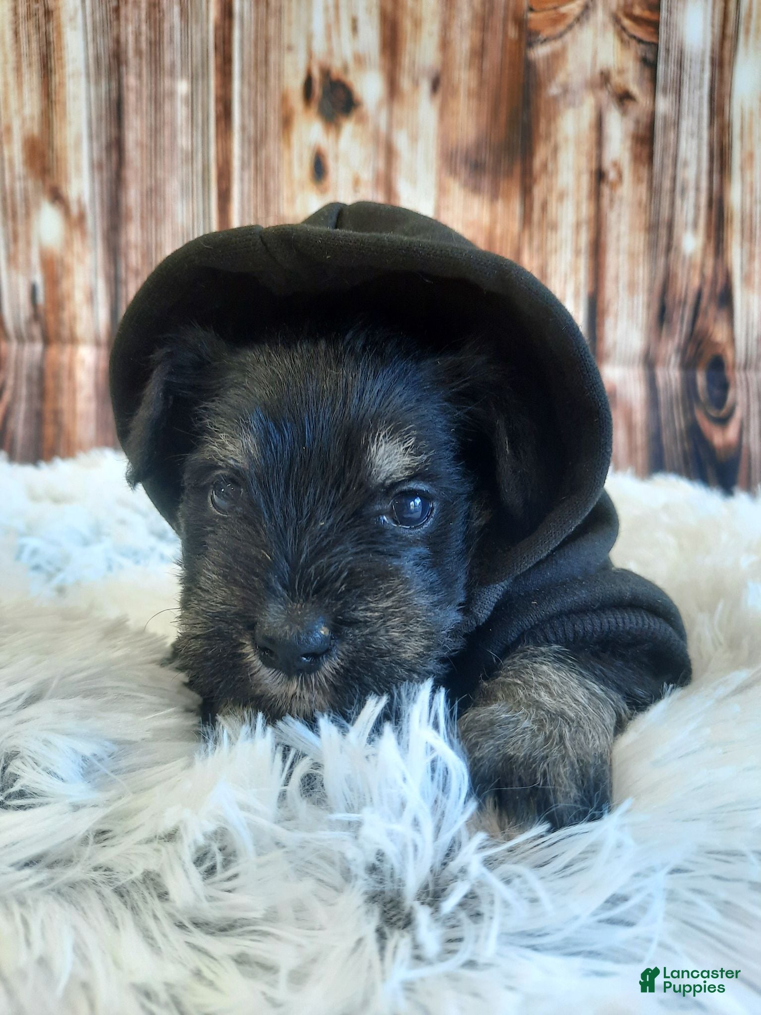Miniature Schnauzer dogs AKC Peanut - Ad 1