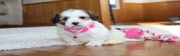 Teddy Bear dogs for sale: Lola - Ad 13