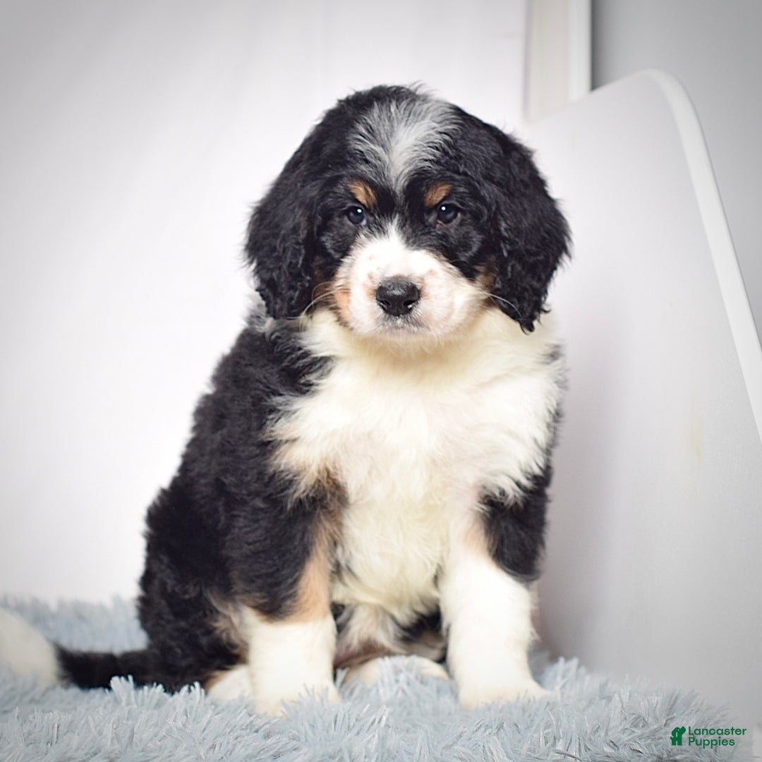 Bernedoodle dogs for sale: Ms. Tessa - Ad 4