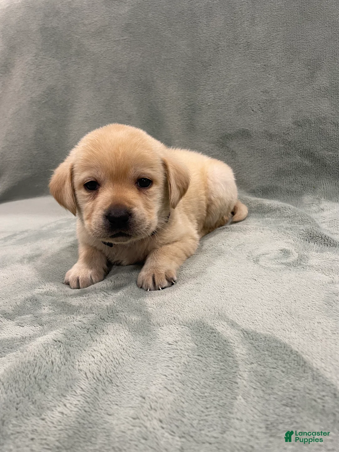 Labrador Retriever dogs for sale: Labrador Retriever Collar Red - Ad 2