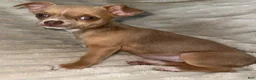 Chihuahua dogs for sale: Chihuahua Puppy 1 - Ad 1