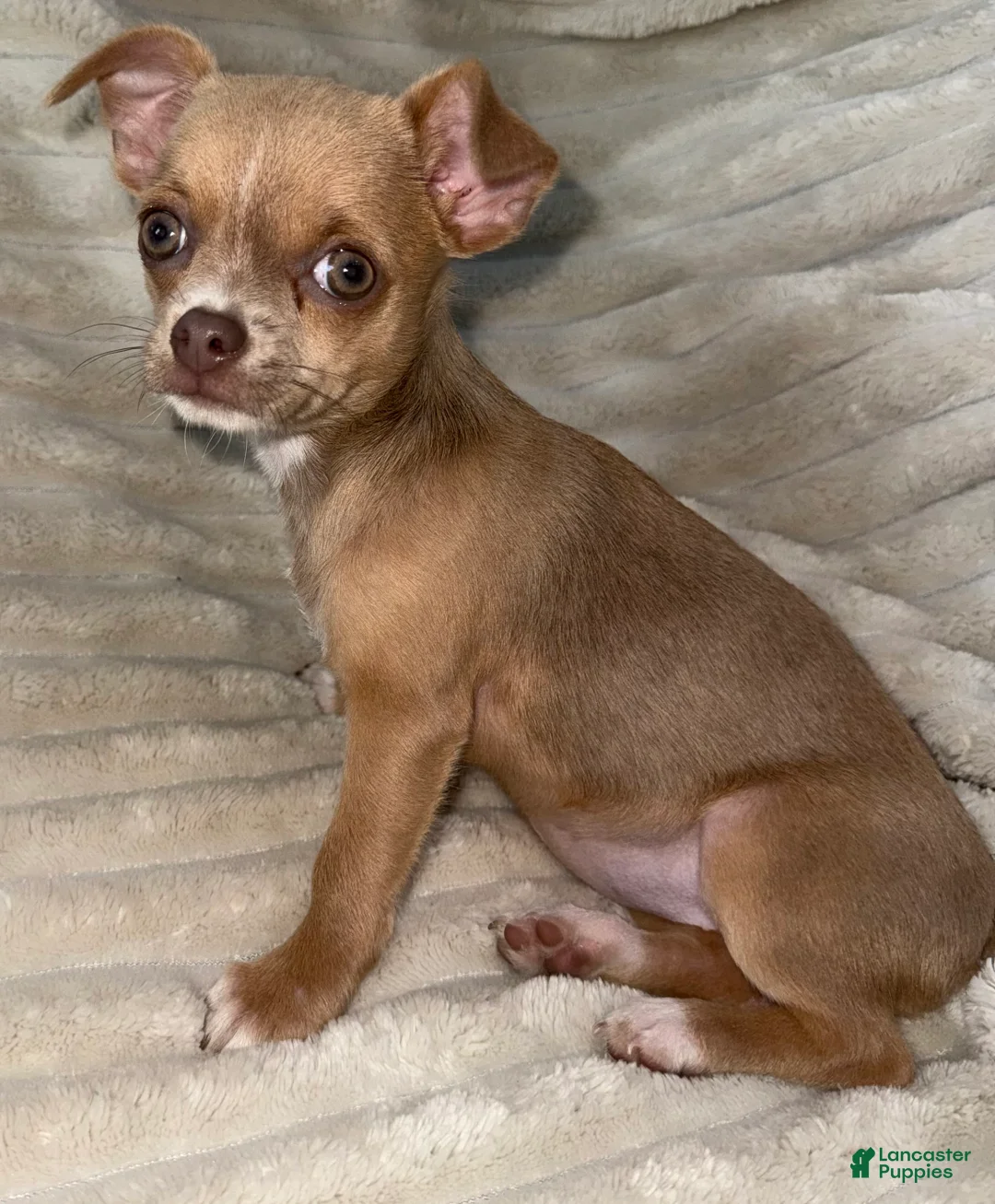 Chihuahua dogs for sale: Chihuahua Puppy 1 - Ad 1