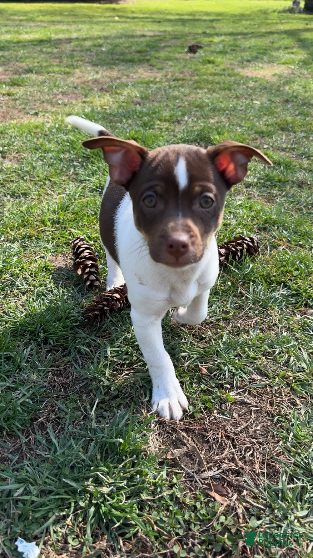 Rat Terrier dogs for sale: Rat Terrier Puppy 4 - Ad 2