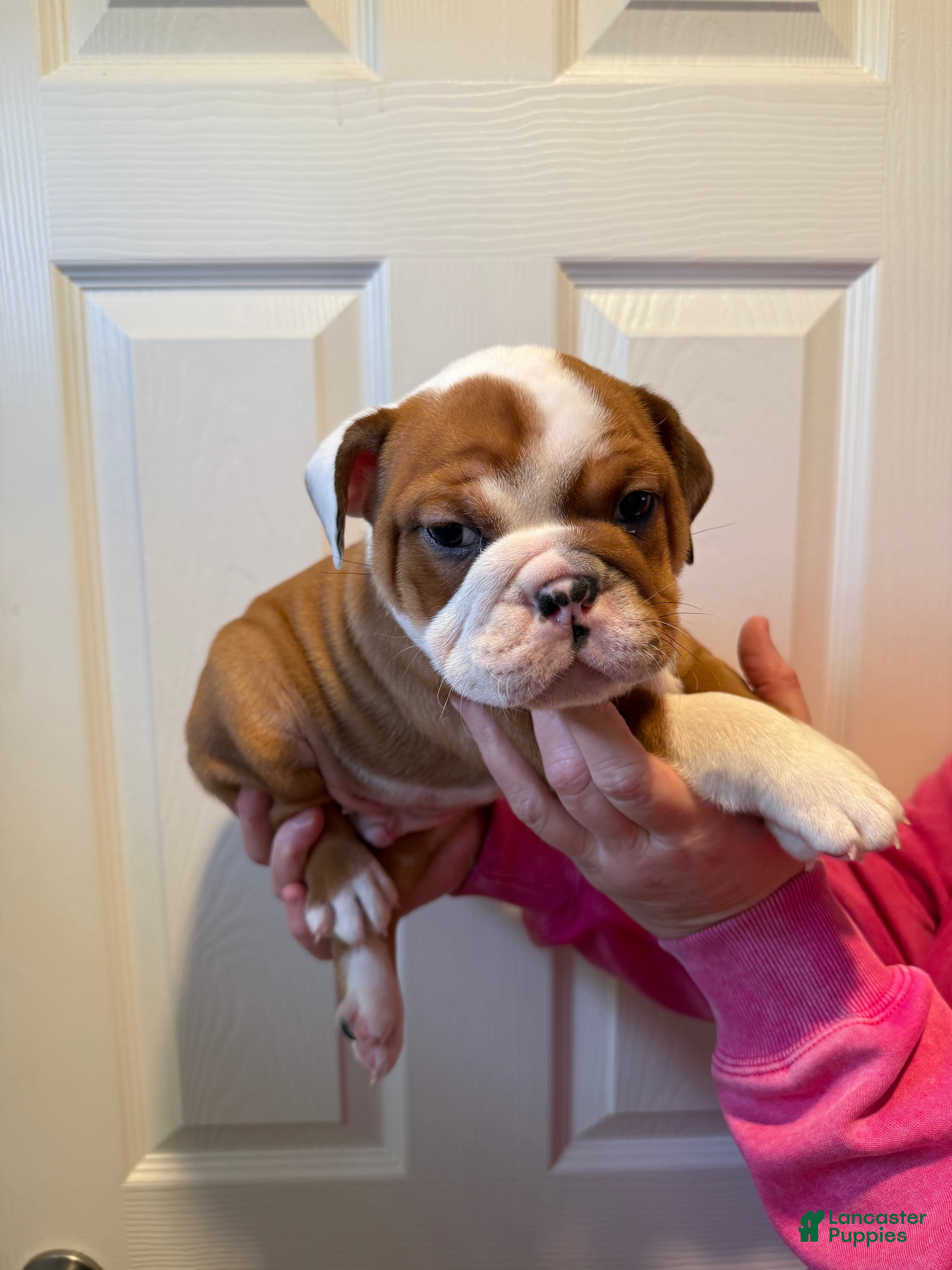 English Bulldog dogs English Bulldog Puppy 2 - Ad 1