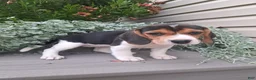 Beagle dogs for sale: DOLLY - Ad 5