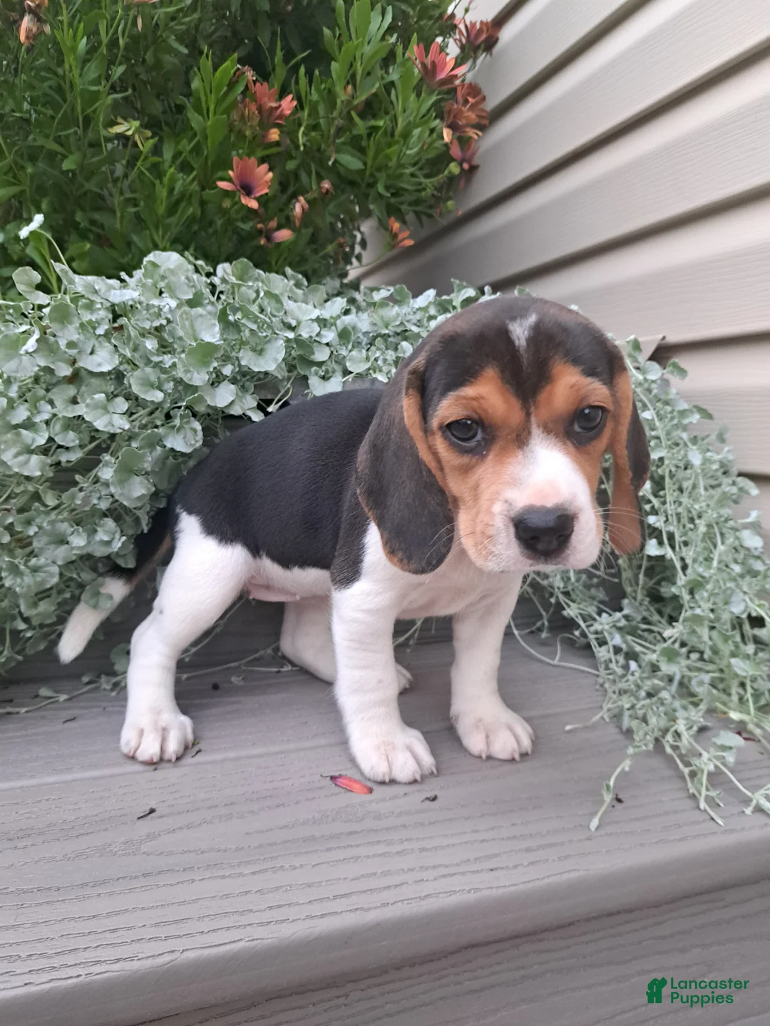 Beagle dogs for sale: DOLLY - Ad 5