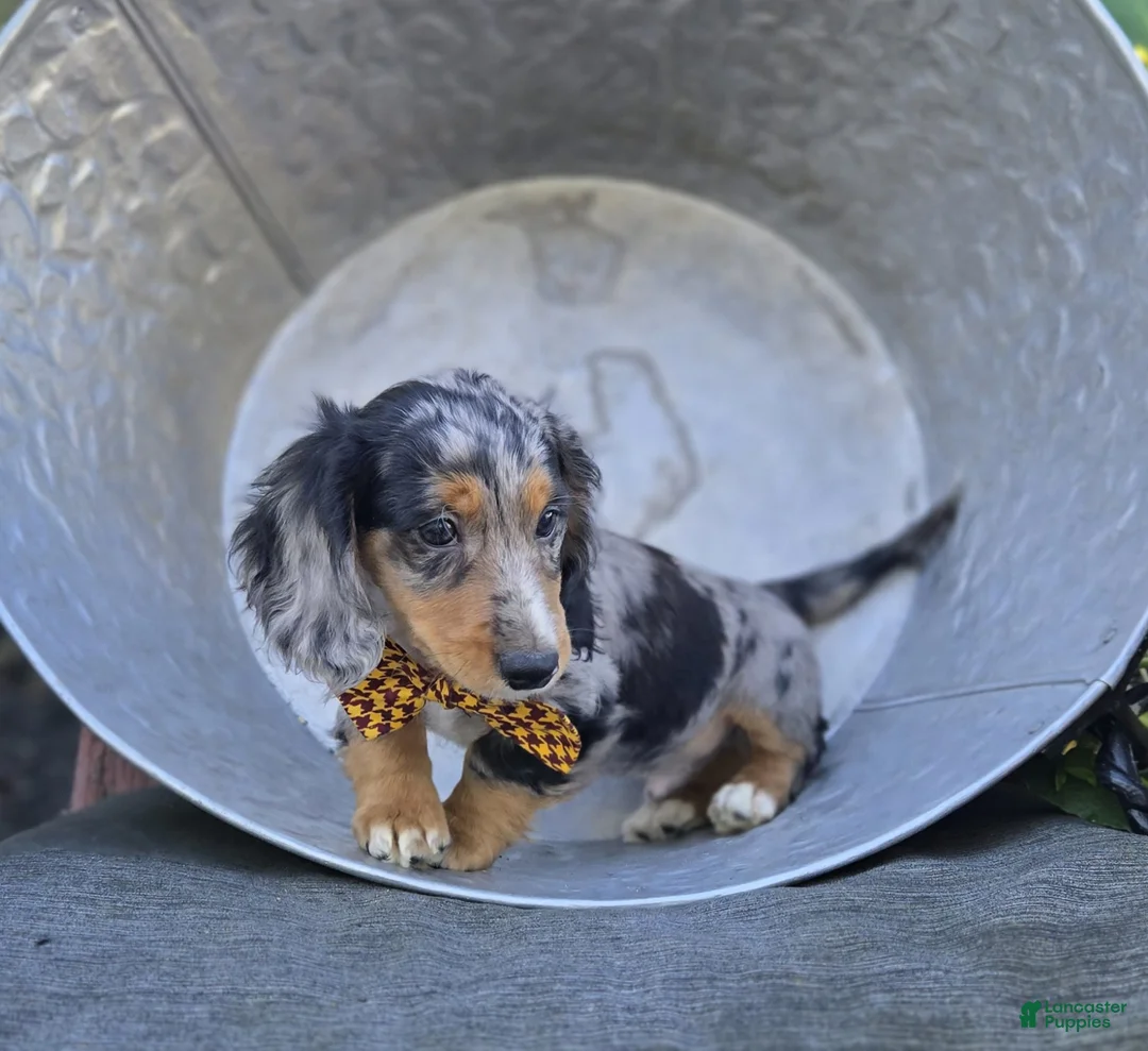 Miniature Dachshund dogs for sale: Trickster - Ad 2