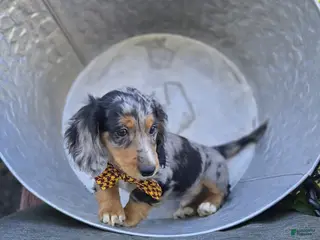 Miniature Dachshund dogs Trickster - Ad 2