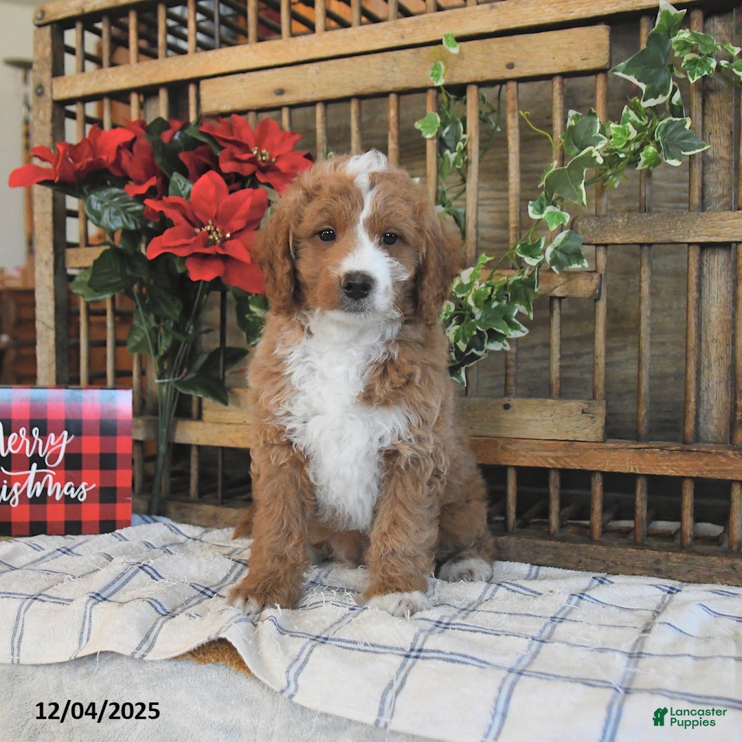 Mini Goldendoodle dogs for sale: Kurt  - Ad 2
