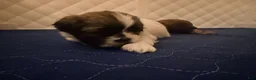 Shih Tzu dogs for sale: Shih Tzu 4 - Ad 6