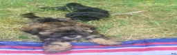 Shihpoo dogs for sale: Marbles - Ad 7