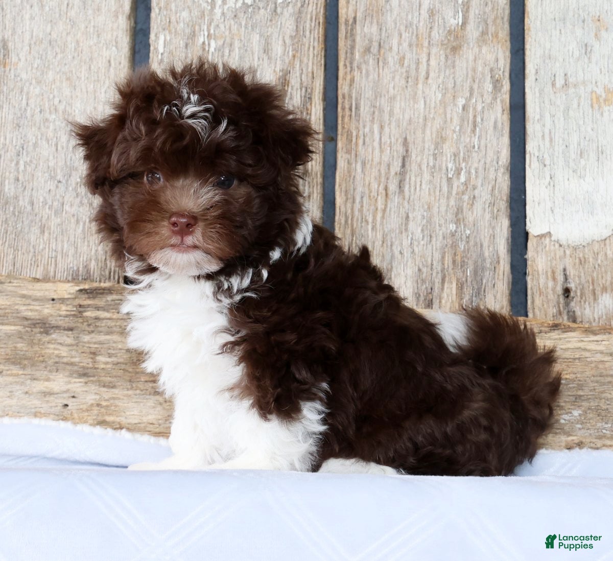 Havanese dogs Travis - Ad 1