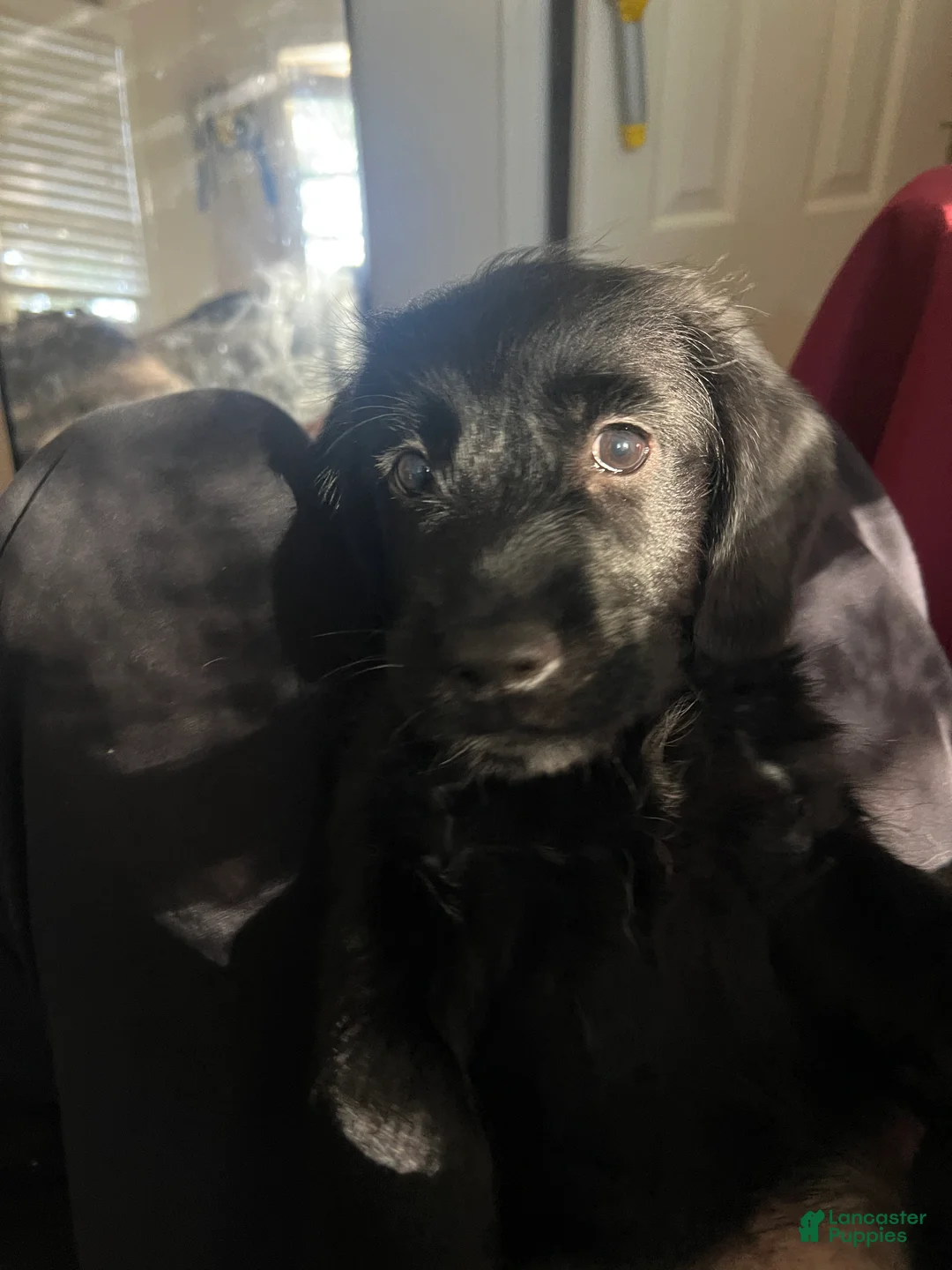 Mixed Breed dogs for sale: Kiara - Ad 1
