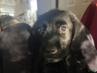 Mixed Breed dogs for sale: Kiara - Ad 2