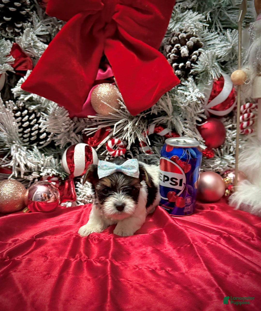 Yorkshire Terrier dogs for sale: Wakko  - Ad 16