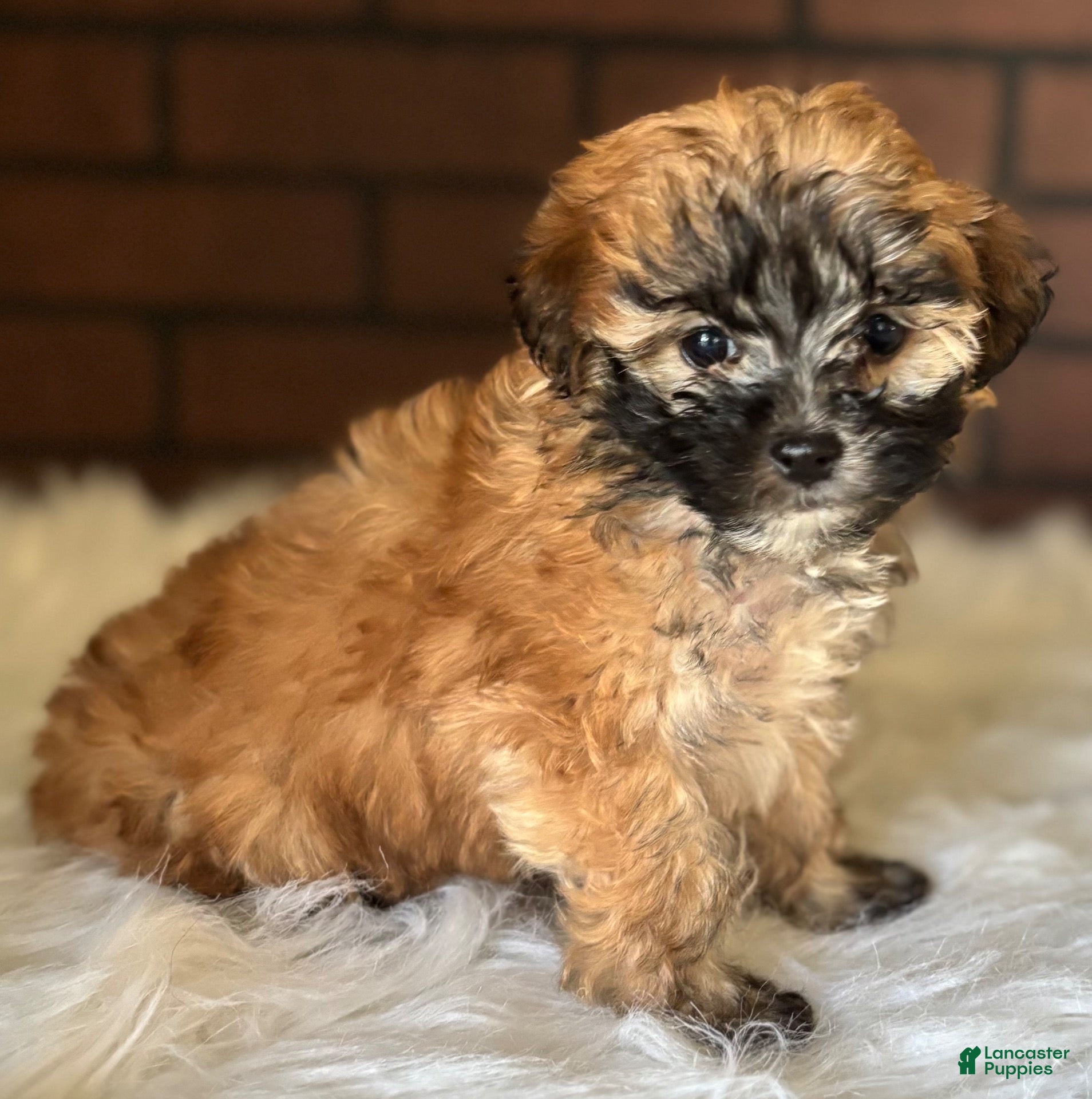 Maltipoo dogs Autumn - Ad 2