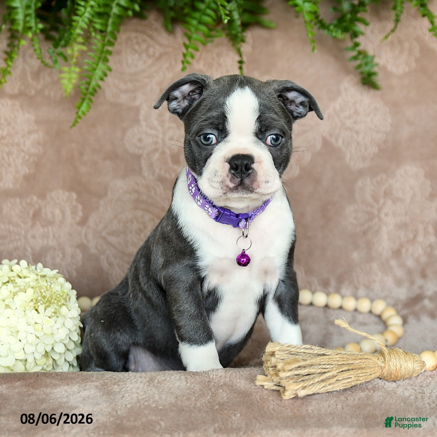 Boston Terrier dogs Roxy - Ad 1