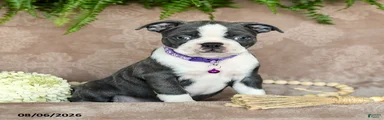 Roxy