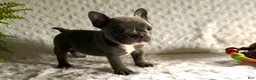 French Bulldog dogs for sale: Blue Jay - Ad 6