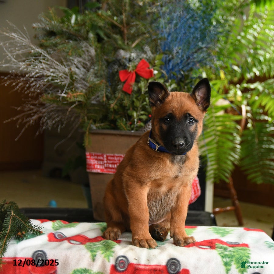 Belgian Malinois dogs Blueberry - Ad 11