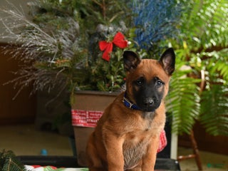Belgian Malinois dogs Blueberry - Ad 8