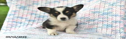 Welsh Corgi Pembroke dogs for sale: Aaron - Ad 4