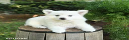 American Eskimo dogs for sale: Fancy - Ad 3