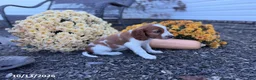 Welsh Springer Spaniel dogs for sale: Lori - Ad 17